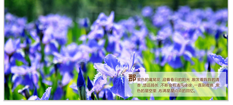 尚玛可 罗莱出品 盖毯毛毯毯子 尚玛可 SQ86 夜空狂想-竹棉双面拉舍尔毯 180*200cm
