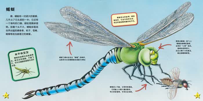 我爱动物小百科 昆虫