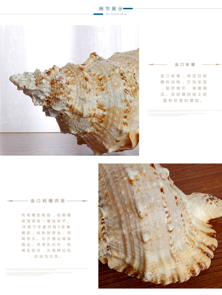 海贝海天然海螺贝壳 天然金口蛙螺 天然家庭摆饰品 家居装饰海洋风摆件