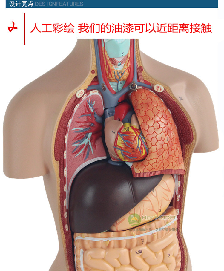 海医hey model 45cm医学中小学幼儿园教育 26cm躯干模型人体解剖器官