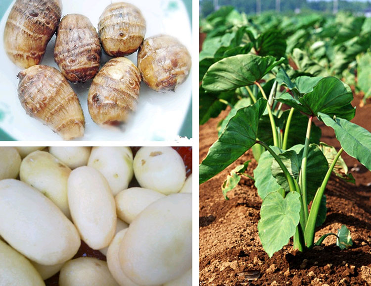 小毛芋头2.5kg 新鲜 产发_ 1折现价25元