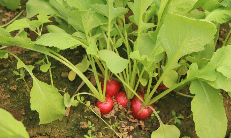 密园小农 密云本地种植新鲜樱桃萝卜 500g 水萝卜 红萝卜