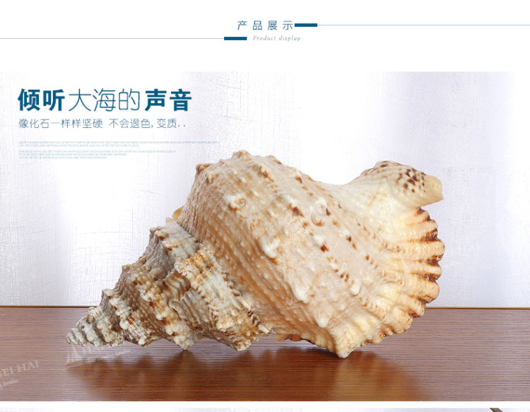 海贝海天然海螺贝壳 天然金口蛙螺 天然家庭摆饰品 家居装饰海洋风摆件
