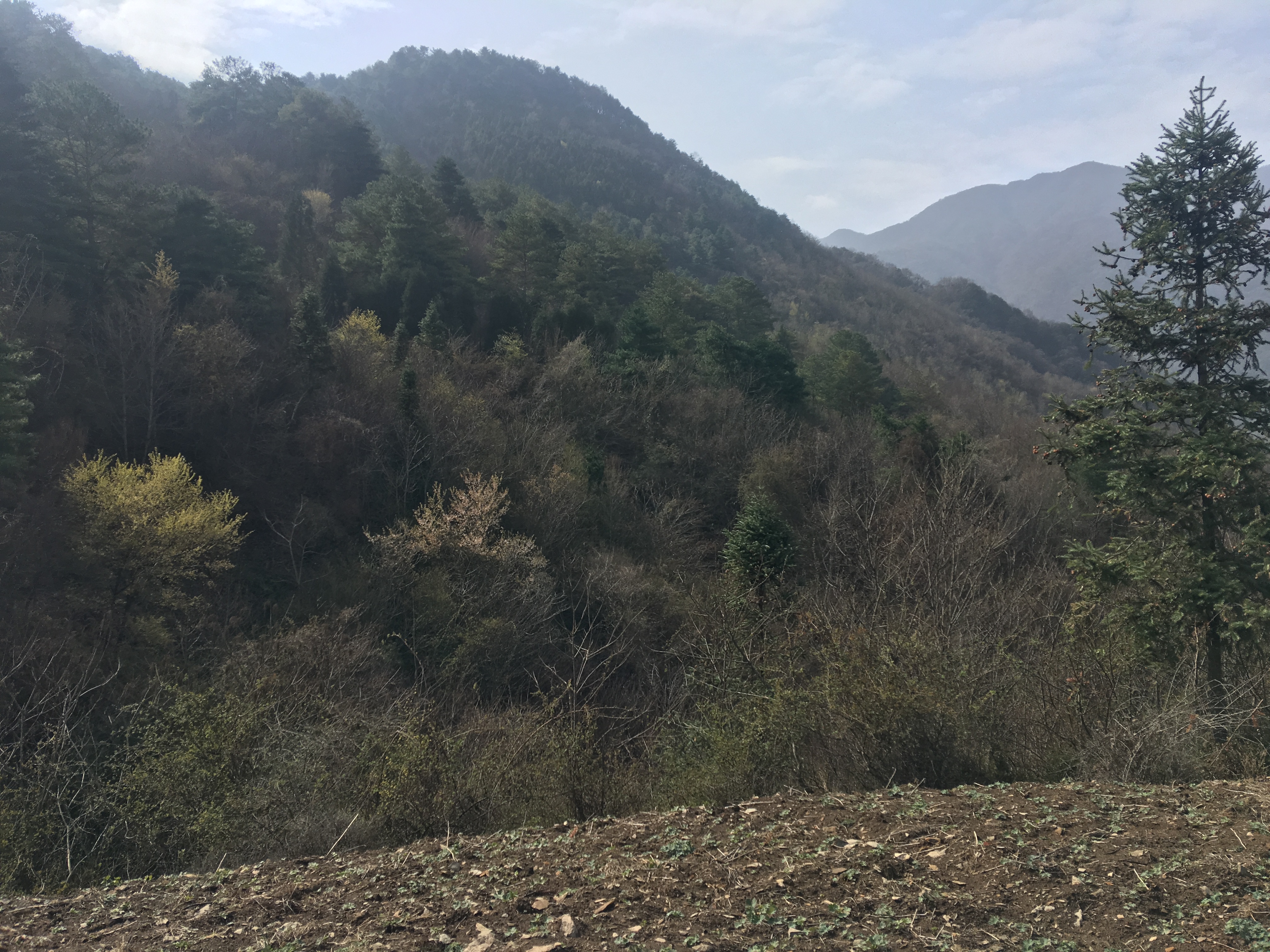 【第一次拍卖】 青川县板桥乡前山村后沟社2510亩森林资源