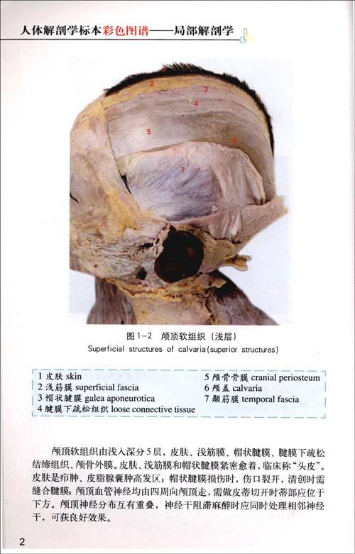 人体局部解剖学标本图谱 传记医学 书籍