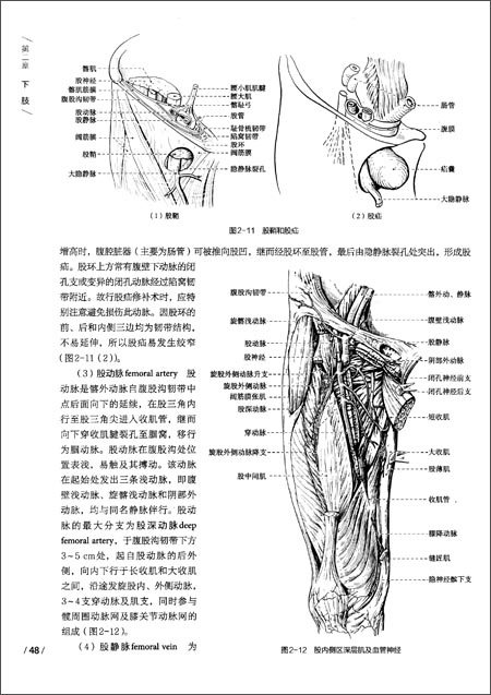 全国高等学校"十二五"医学规划教材:局部解剖学