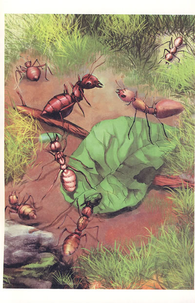 论遗传 荒石园 奇妙的池塘 玻璃池塘 石蚕 圣甲虫 蝉 蜜蜂和红蚂蚁