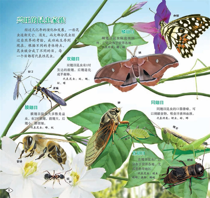 奇妙的昆虫世界