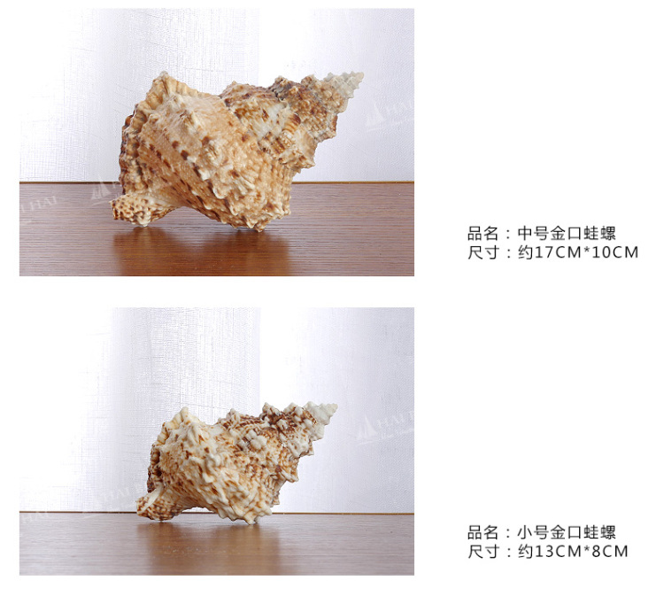 海贝海天然海螺贝壳 天然金口蛙螺 天然家庭摆饰品 家居装饰海洋风摆件