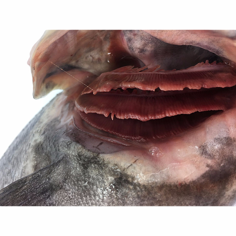 青岛黑头鱼 黑鱼 鲜活海鱼 新鲜豆腐鱼 猪嘴鱼 寨花鱼 航空空运 1kg