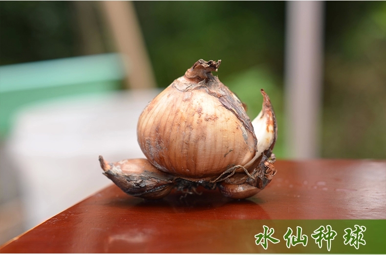 春天来了 桌面盆栽绿植 水仙花种子有氧水培花卉 洋水仙花大种球套餐
