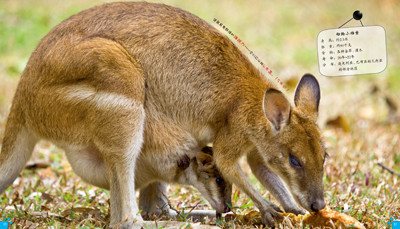 100种本领非凡的动物 动物中的运动健将—— 比利时caramel出版社