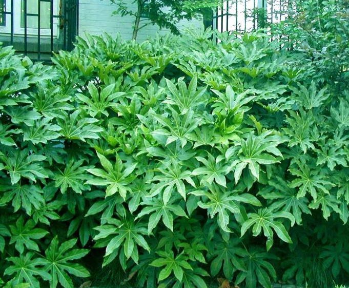 八角树苗大料茴香树苗庭院种植 一年苗