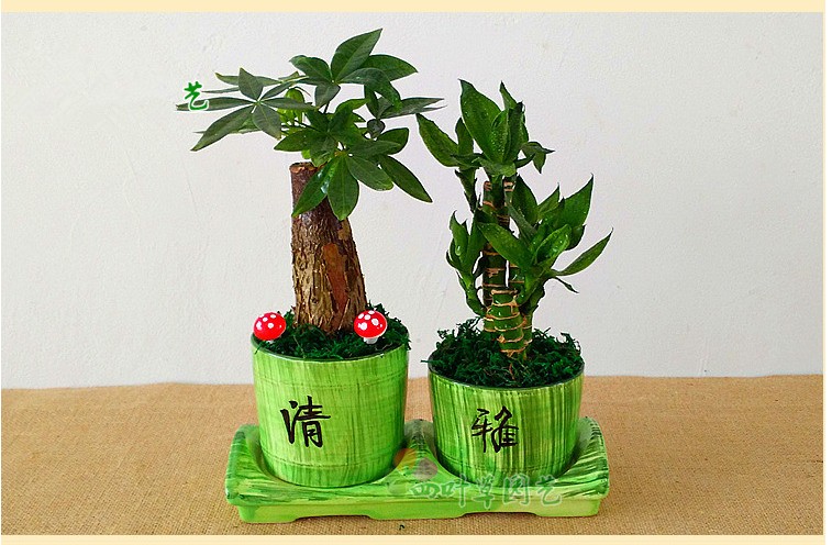 元井 发财树 富贵竹组合盆栽套装 富贵招财植物寓意盆栽 好运吉祥送礼