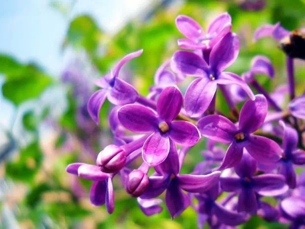 丁香花苗庭院盆栽可开花植物丁香花苗浓香花卉香飘十里 丁香苗