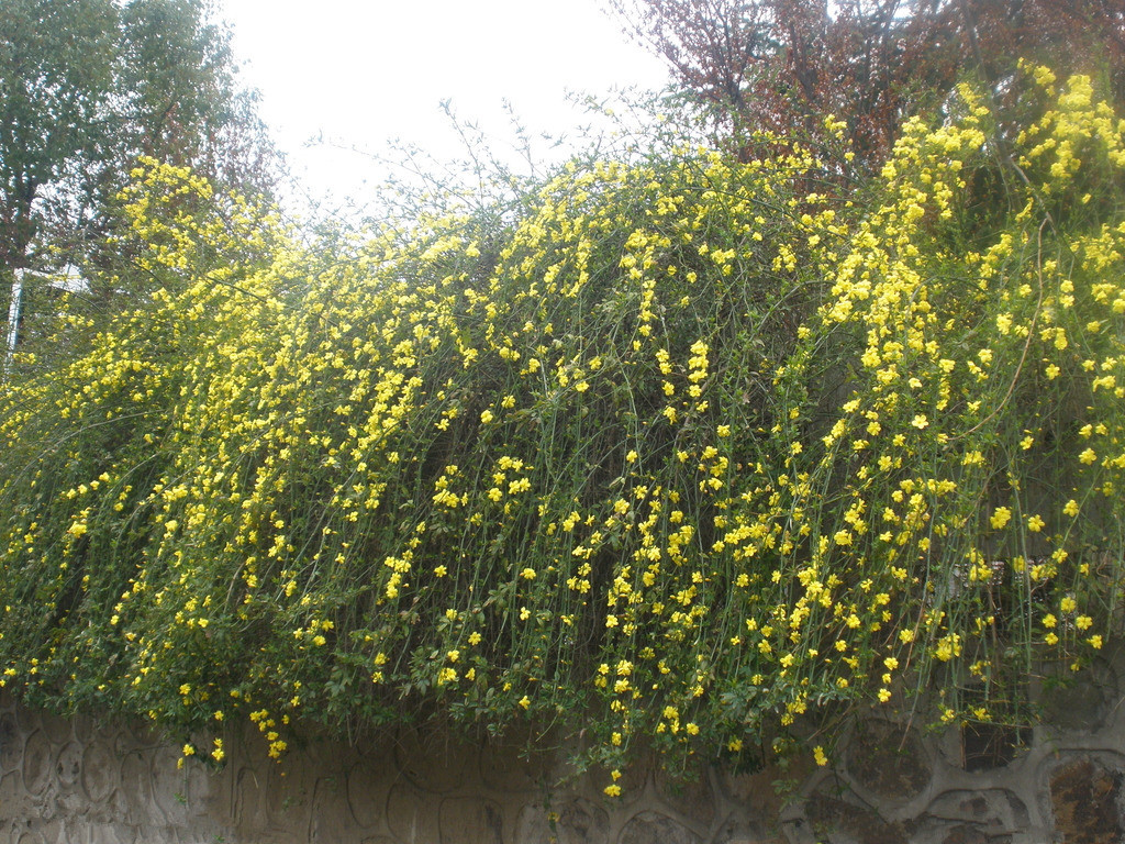 迎春花苗绿化工程苗观赏风景苗木南北方种植 四年苗