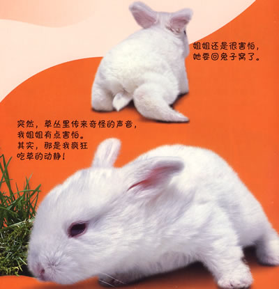 嗨,我是一只美丽的小兔子!