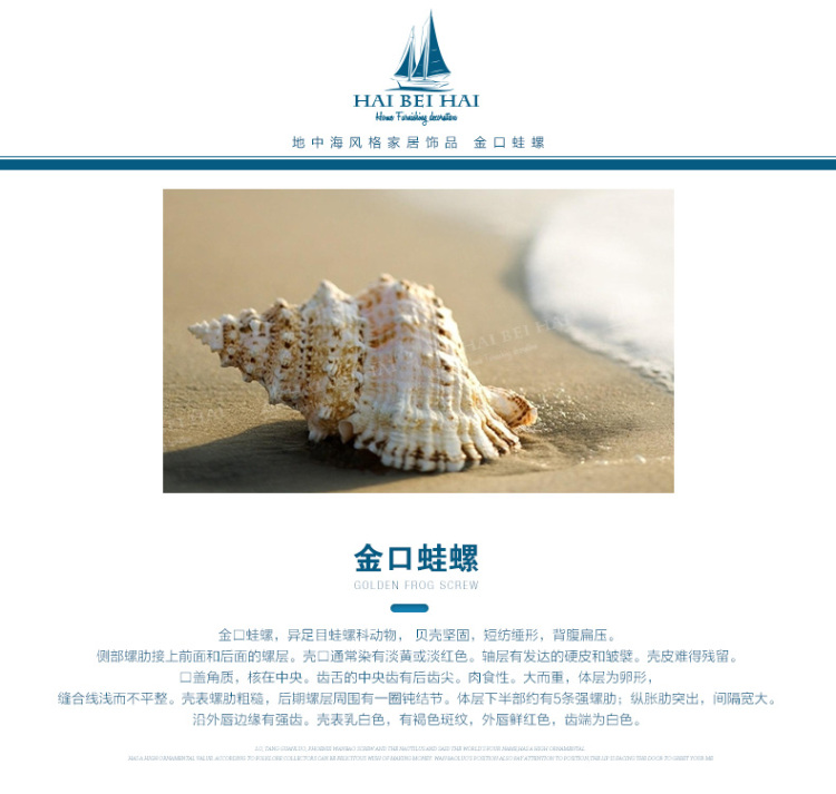 海贝海天然海螺贝壳 天然金口蛙螺 天然家庭摆饰品 家居装饰海洋风摆件