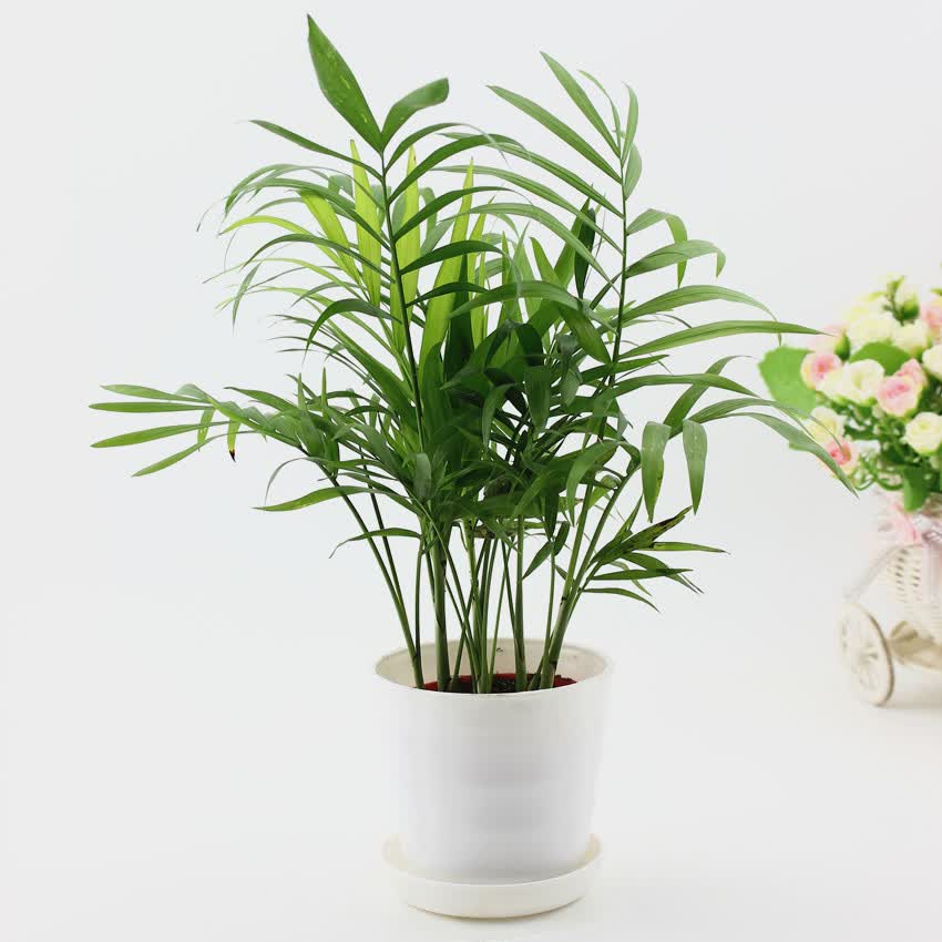 凯旋园艺 袖珍椰子水培套装植物室内盆栽除甲醛 橙色螺纹盆