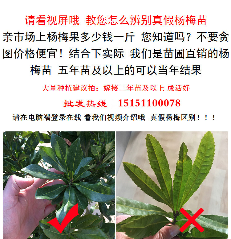 花晏正宗东魁杨梅树苗嫁接苗大果杨梅苗木批发带叶子发货 杨梅树种