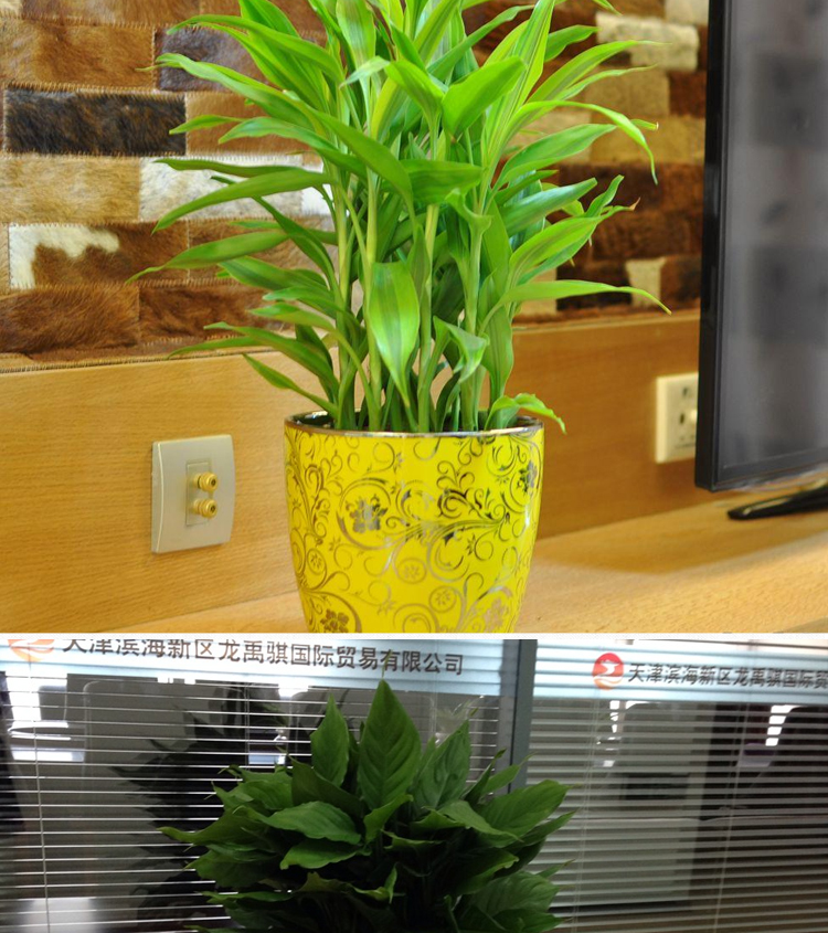 花美汇万年青 中型绿色盆栽植物 绿色植物 植物 适合摆放办公室 客厅