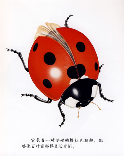 动物类:七星瓢虫——次发现丛书透视眼系列