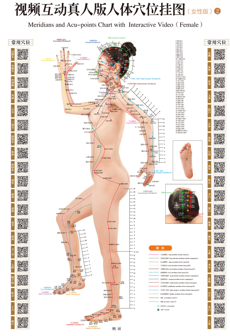 视频真人版人体穴位挂图(女性版)人体反射区高清图册清晰图解经络按摩