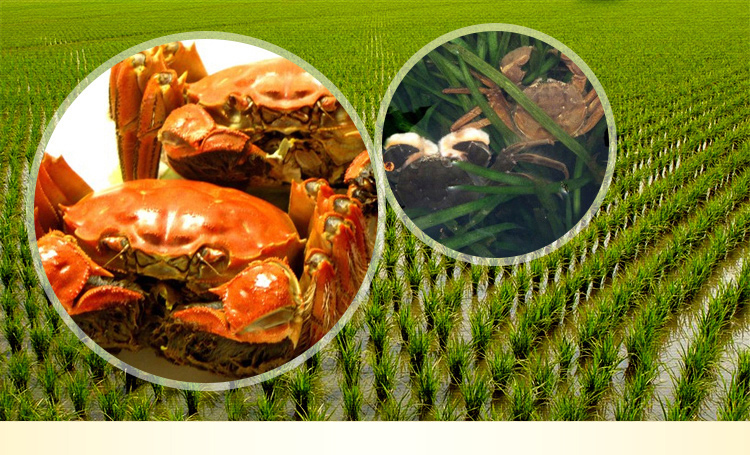 乾辉大闸蟹礼券 盘锦稻田河蟹礼卡 798礼盒装