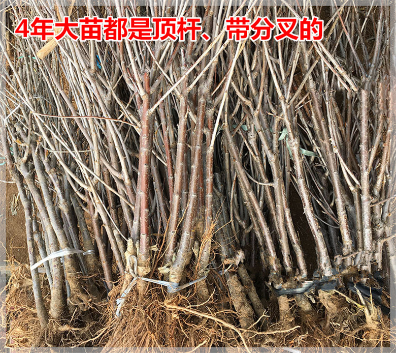 车厘子樱桃苗南方种植果树苗盆栽樱桃树苗北方种植嫁接苗当年结果