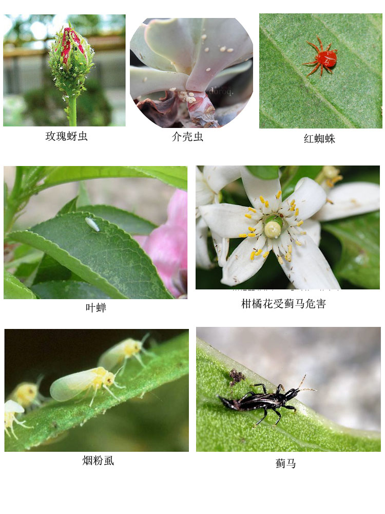 剑诛,蚜虫(腻虫),螨虫,小飞虱,蓟马一剑诛杀!