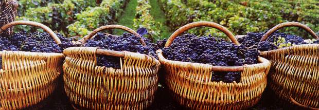 中级庄丨佩兰庄园干红葡萄酒\/CHATEAU PIBR