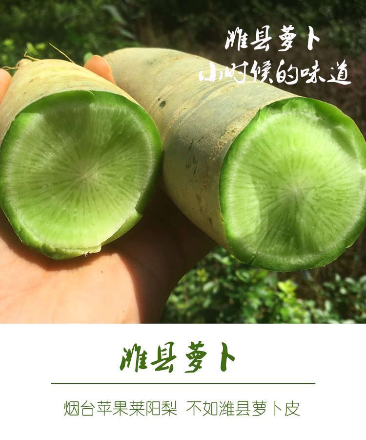 山东潍坊萝卜潍县萝卜青萝卜 水果萝卜新鲜蔬菜 2.