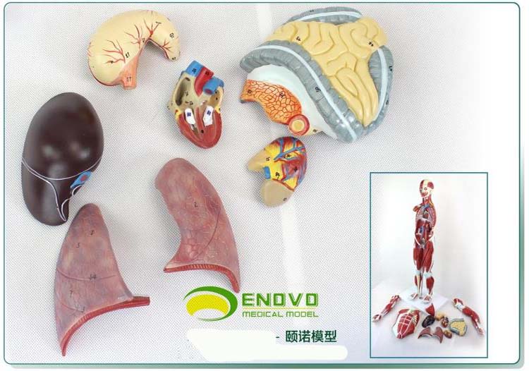 颐诺enovo 人体内脏解剖模型器官结构模型躯干模型 人体全身肌肉附