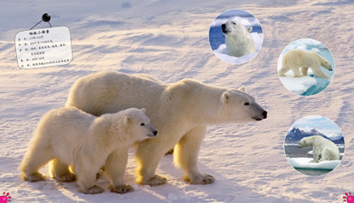 100种本领非凡的动物-动物中的极限英雄 比利时caramel出版社,王雨溪