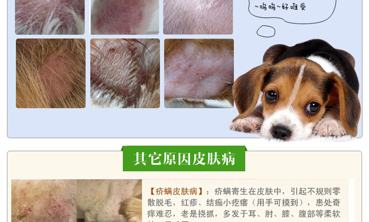 产品名称:金盾皮特芬喷剂 专治真菌性皮肤病犬猫通用(包括柯利犬)