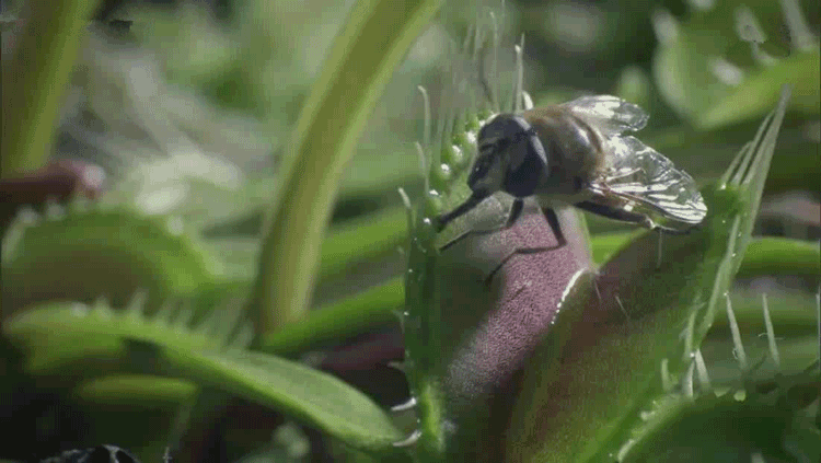 捕蝇草 苗 食虫植物 捕虫草 驱蚊草盆栽苗 抓虫子 新奇植物 多肉绿植