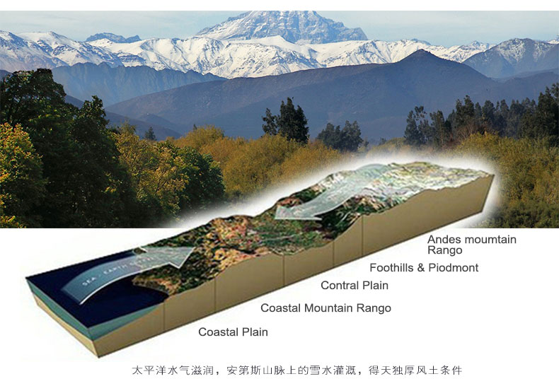 智利进口红酒 伊拉苏酒庄总统之选珍藏赤霞珠