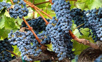 木桐庄园红葡萄酒Chateau Mouton Rothschild 