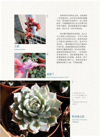 希莉安,居住于东京,因迷恋多肉植物而自称"多肉仆人,每日生活已和