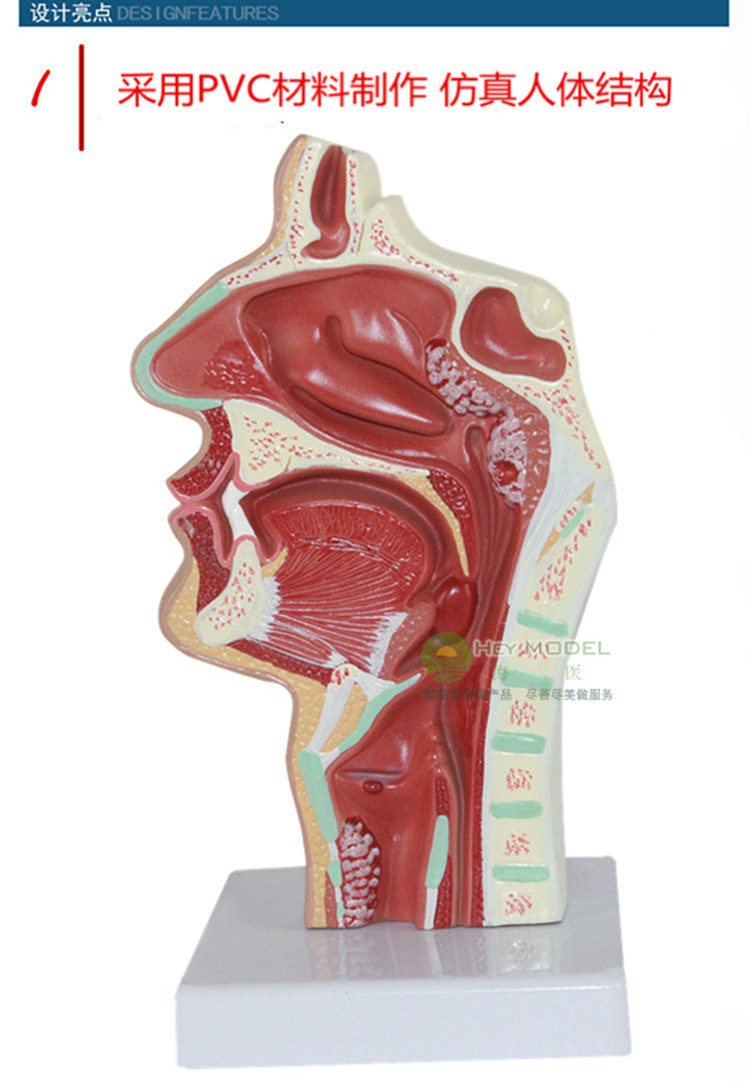 医学鼻腔病解剖结构模型耳鼻喉科呼吸科 五官科模型 鼻咽腔解剖构造