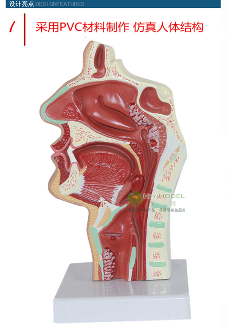 医学鼻腔病解剖结构模型耳鼻喉科呼吸科 五官科模型 鼻咽腔解剖构造 1