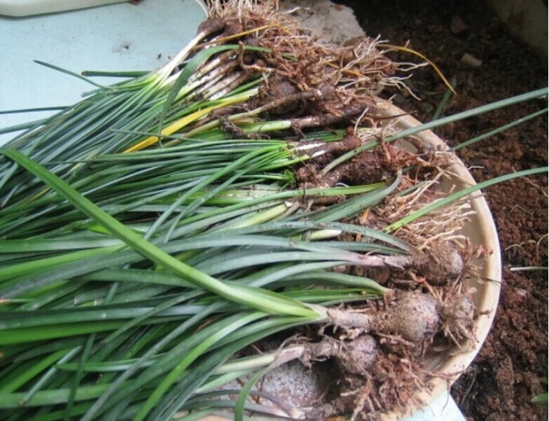 家居盆栽观花球根植物花卉 葱兰花种球根花苗 葱兰/韭兰/风雨兰 小