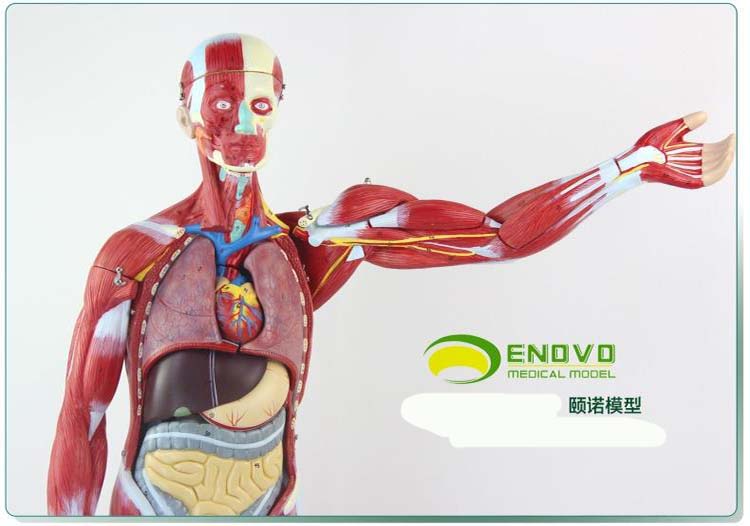 颐诺 医学人体内脏解剖模型 器官结构模型躯干模型 85