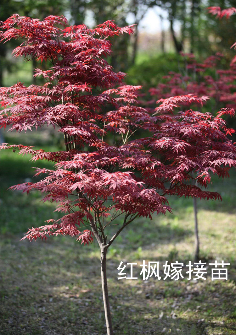 若绿 日本红枫树苗 日本红枫小苗 红枫小苗彩色苗木庭院花卉植物盆栽