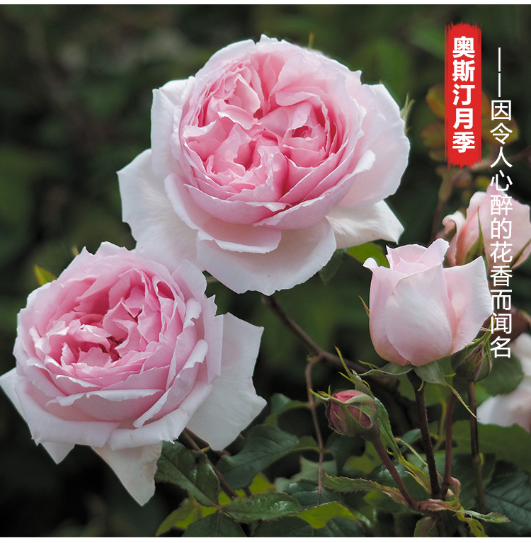 进口奥斯汀藤灌月季裸根苗 威基伍德玫瑰 花多抗病入门款_ 8折现价224