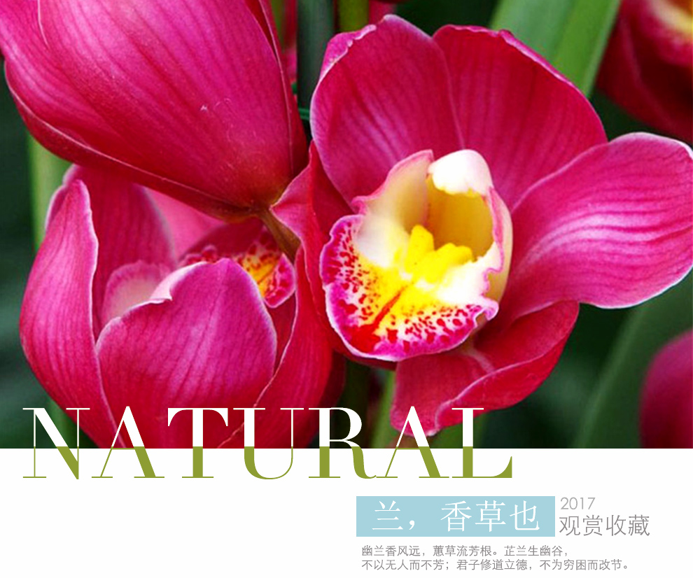 粉佳人 现带花苞出售精品兰花苗绿植花卉盆栽 大花蕙兰大将军带4花剑