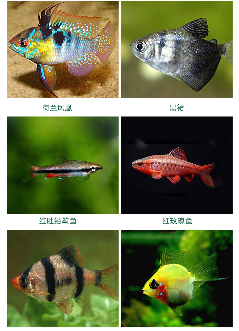 云峰海瑞 小型热带鱼观赏鱼活体红绿灯鱼淡水水族鱼宠物接吻鱼虎(四间