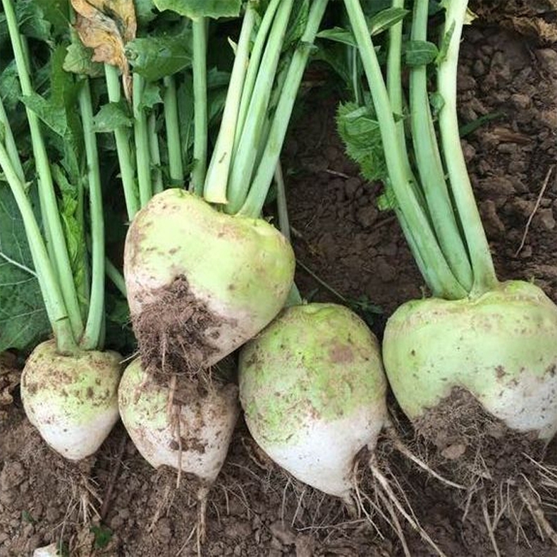 5kg 芥菜疙瘩大头菜 辣丝辣菜疙瘩 新鲜蔬菜