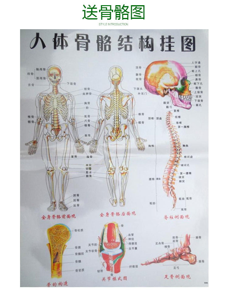 人体骨骼模型骨架可拆卸中医用教学人体经络穴位模型针灸拔罐85cm可