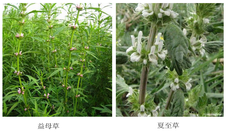 <em>女性</em>必备<em>花茶</em>特级野生益母草茶